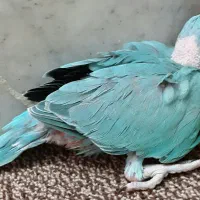 طوطی ملنگو آبی