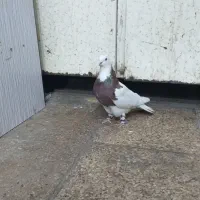 سلام طوقی سرخ|پرنده|مشهد, رده|دیوار