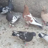 کله ای|پرنده|اهواز, پردیس|دیوار