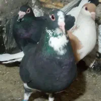 نرو ماده پلنگ سیاه مینا سیاه ساده زرد افغان