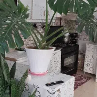 سلام دوعدد گل برگ انجیری وسانسوریا پوس ماری