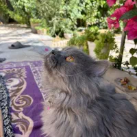 گربه|گربه|بم, |دیوار