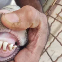 قوچی بره خوش رخ کیلو ۶۸۰