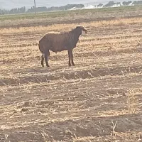 قوچ افشاری ۳ساله