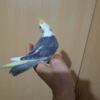 جوجه طوطی عروس|پرنده|سنگر, |دیوار