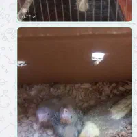 عروس هلندی نر مست مست سالم وسرحال|پرنده|تهران, راه آهن|دیوار