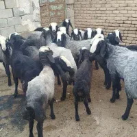 بره قوچی