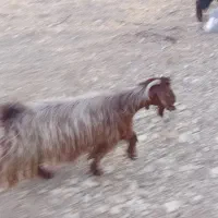 2عدد بز داشتی آبستن