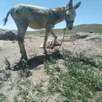 دوراس الاغ نر