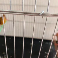 قناری نر مست|پرنده|مرودشت, شهرک مهدیه|دیوار