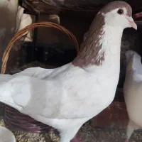 کبوتر قیمت مناسب