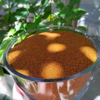 خاکشیر تازه امسالی بدون هیچ اشغالی