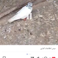 ۳ ۴ جفت کبوتر دهنجور واقعی زحمت سالها عشق بازی|پرنده|رشت, بازار|دیوار