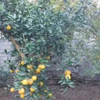 فروش زمین مسکونی|فروش زمین و ملک کلنگی|زرگرشهر, |دیوار