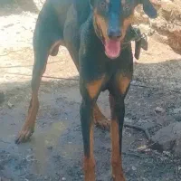 سگ دوبرمن اصل