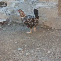 ۳ عدد مرغ گلین|حیوانات مزرعه|انبارآلوم, |دیوار