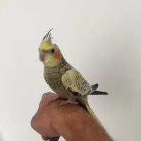 عروس هلندی جوان نر طاووسی فوق دستی|پرنده|تربتحیدریه, کاشانی|دیوار