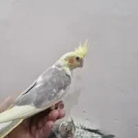 عروس هلندی ۲ ماهه دون خور