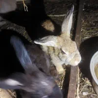 خرگوش بالق|موش و خرگوش|رشت, شهرک صبا|دیوار