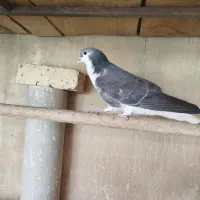 نرا ماده زره دمگیر بدرنگ|پرنده|خمینیشهر, |دیوار