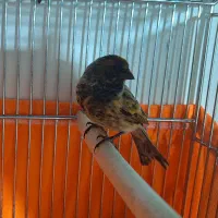 گلبسر نر بخون|پرنده|خوانسار, |دیوار