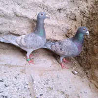 جفت کبوتر طاووسی عطیقه معاوضه با عروس هلندی