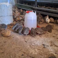 بلدرچین تخم گذار|حیوانات مزرعه|ورزنه, |دیوار