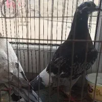 کبوتر پلاکی
