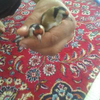 خرید و فروش سهره|پرنده|ارسنجان, |دیوار