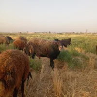 توافقی|حیوانات مزرعه|چناران, |دیوار