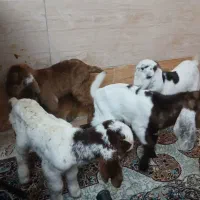 بزغاله سالم