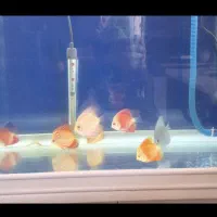 ماهی دیسک|ماهی|امیدیه, |دیوار