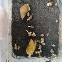 حلزون آلبینو کلاژن ساز