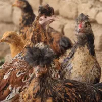 جوجه مرغ و خروس محلی