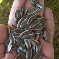 تخمه کانادایی