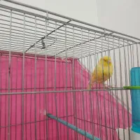 قناری ماده طلایی|پرنده|مبارکه, |دیوار