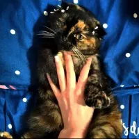 واگذاری گربه