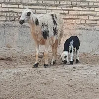 گوسفند بره بز میش گاوگوساله گاومیش درشادگان