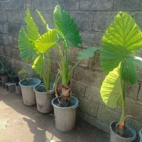 گل بابا آدم