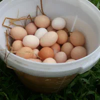 تخم مرغ محلی نطفه دار وخوراکی تازه