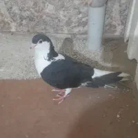 ۴ تا کبوتر گرفتنی