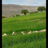 گندم ریجاب