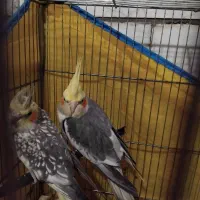 پرنده|پرنده|محمدشهر, محمدشهر|دیوار