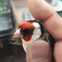 سهره|پرنده|نسیم‌شهر, |دیوار