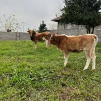 گاو وگوساله خوشکل همه چی تمام گاو اولین بچشه