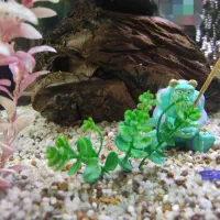 صخره آتشین مخصوص آکواریوم