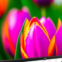 تلویزیون رایگان