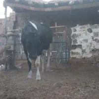 گاو و گوساله