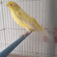 فروش قناری|پرنده|فولادشهر, مسکن مهر فولادشهر|دیوار