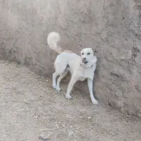 سگه|سگ|زنجان, |دیوار